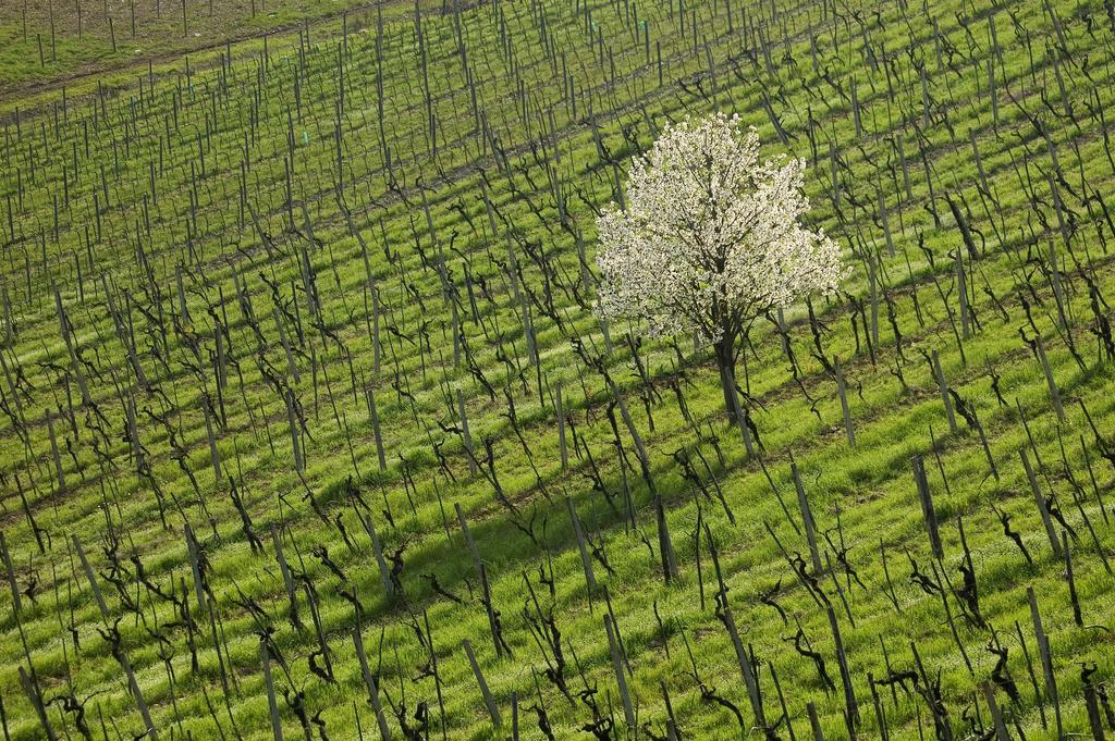 Agriturismo Buondonno Castellina in Chianti Exteriör bild
